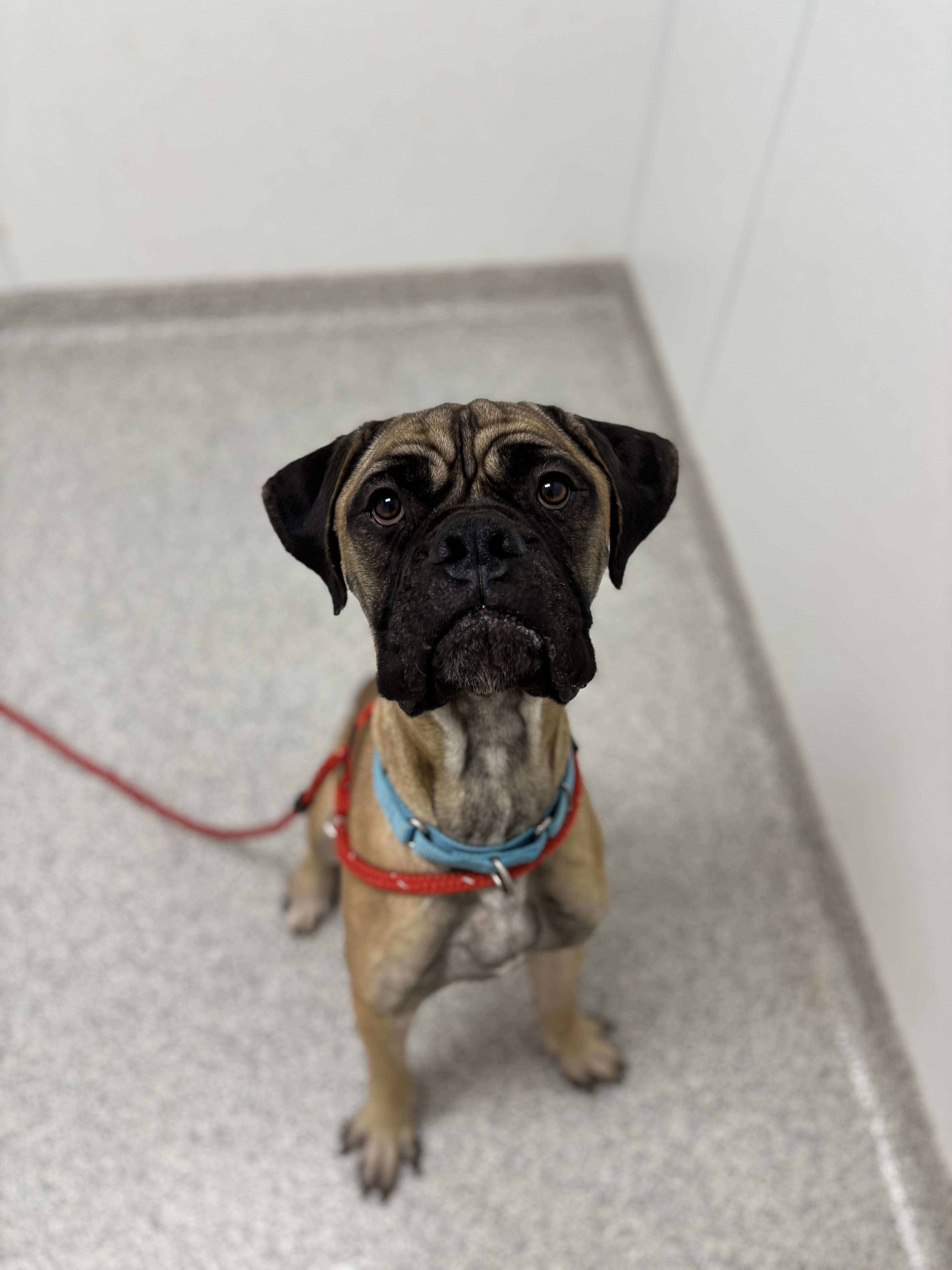 Enlarge CJ, an adopted Mastiff in Youngstown, OH image 2/3