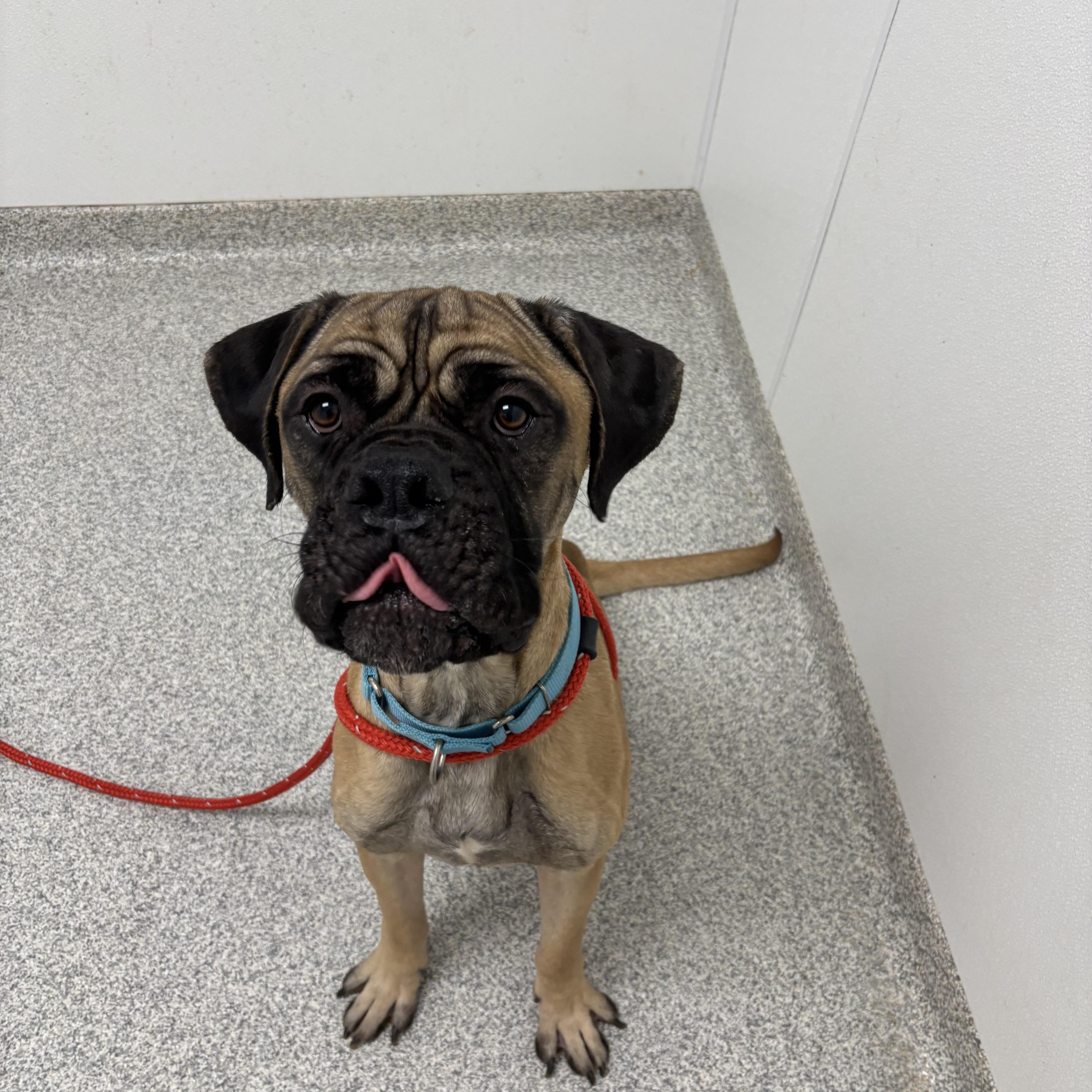 Enlarge CJ, an adopted Mastiff in Youngstown, OH image 1/3