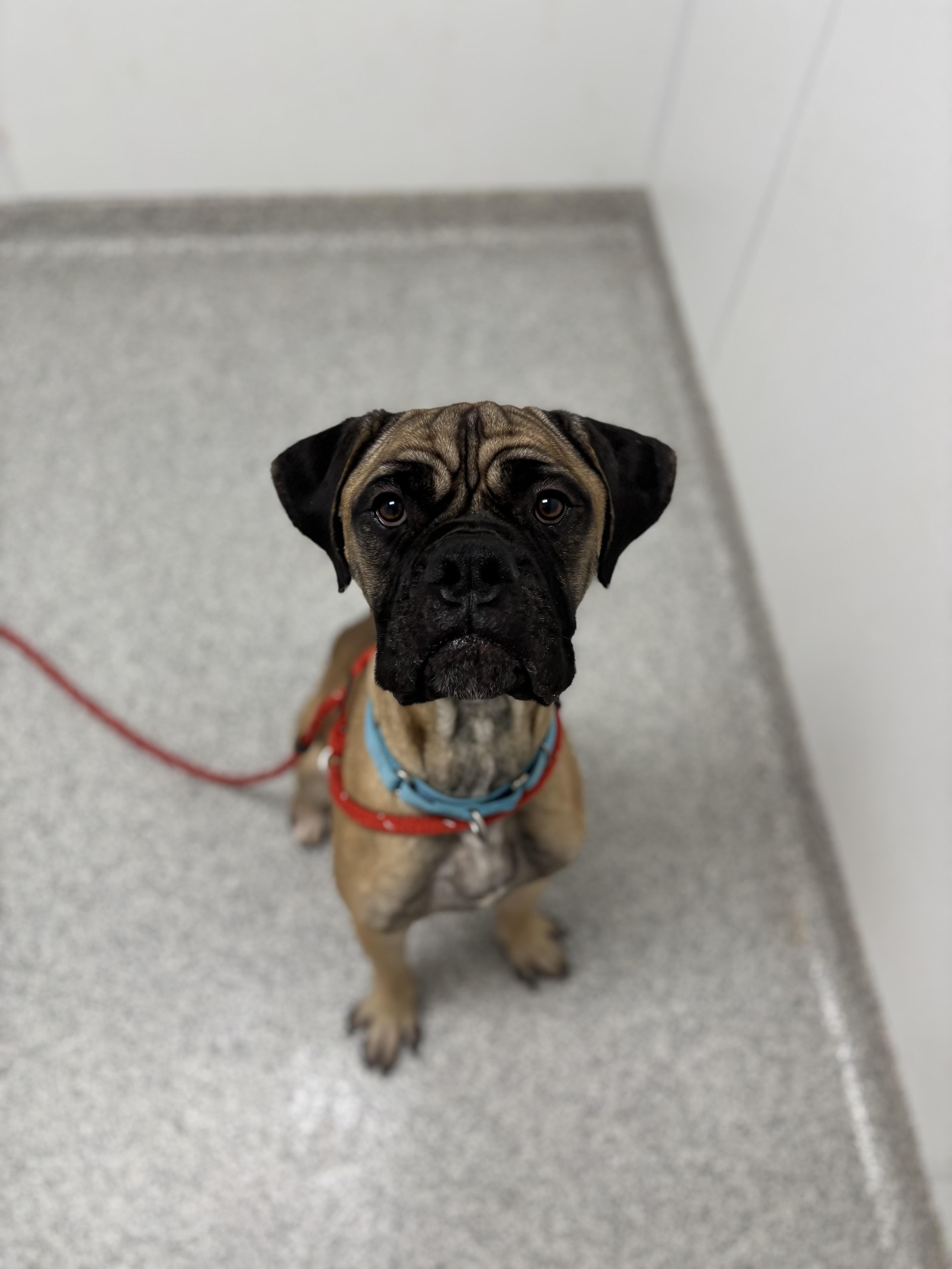 Enlarge CJ, an adopted Mastiff in Youngstown, OH image 3/3