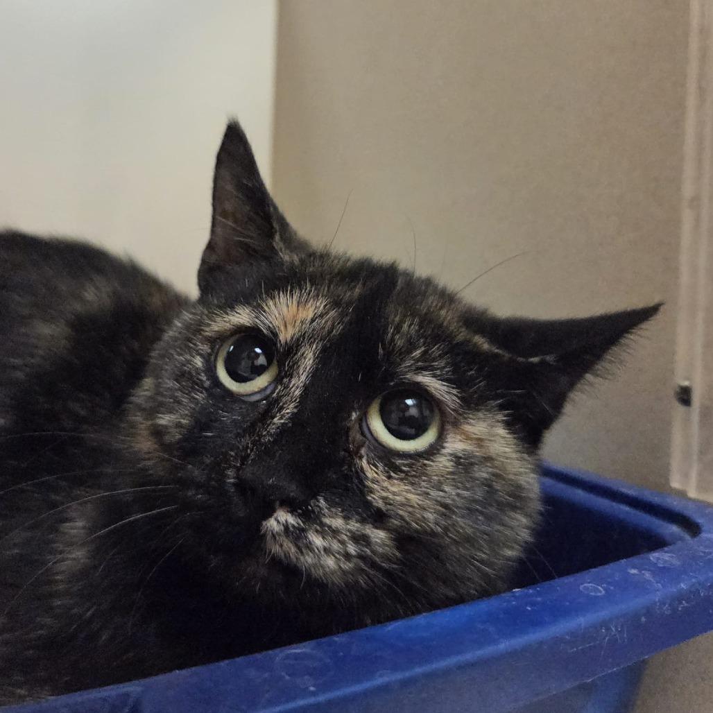 Enlarge Tortellini (Tortie Momma), a Adoptable Domestic Short Hair in Ballston Spa, NY image 1/3