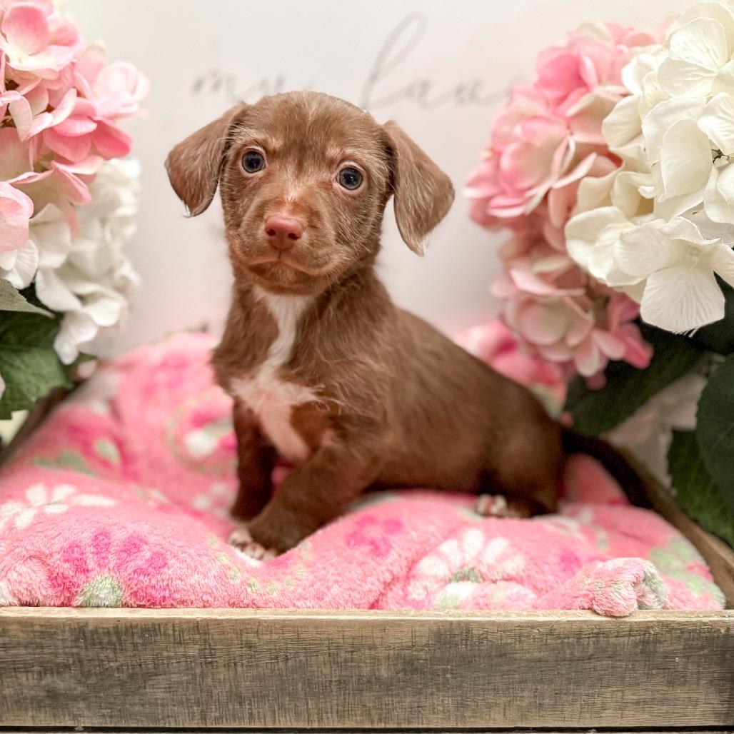 Enlarge Alice, a Adoptable Dachshund in Newberg, OR image 1/5