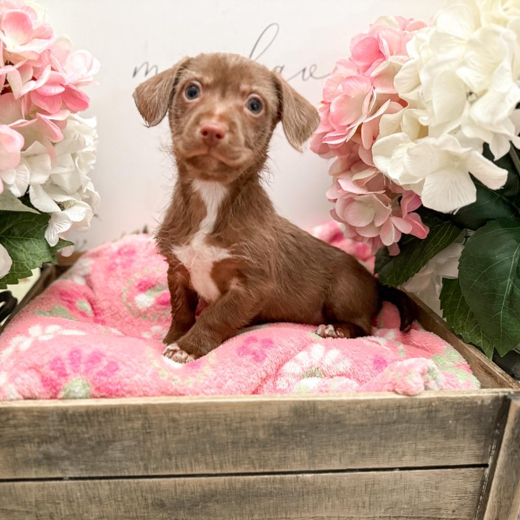 Enlarge Alice, a Adoptable Dachshund in Newberg, OR image 2/5