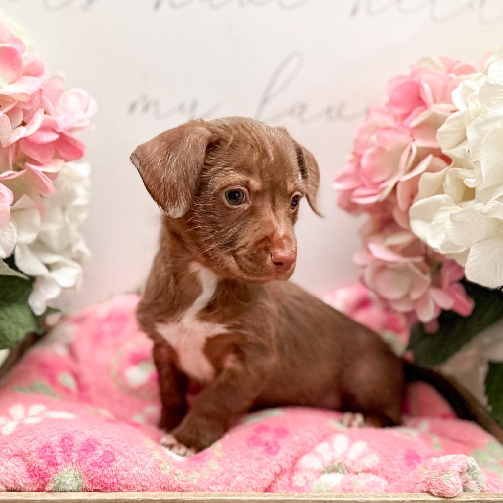 Enlarge Alice, a Adoptable Dachshund in Newberg, OR image 3/5
