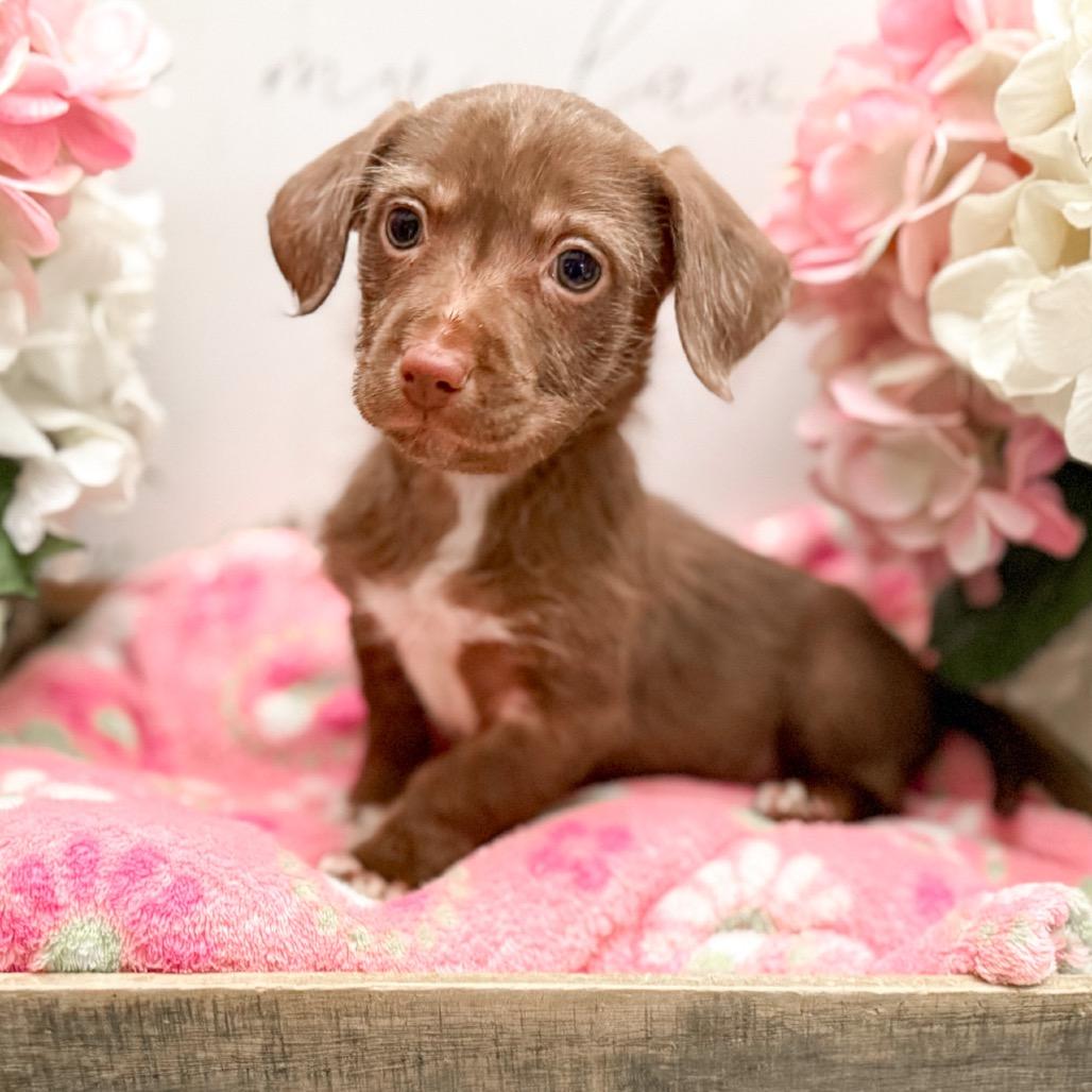 Enlarge Alice, a Adoptable Dachshund in Newberg, OR image 4/5
