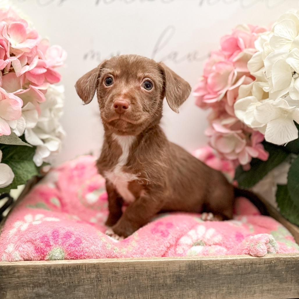 Enlarge Alice, a Adoptable Dachshund in Newberg, OR image 5/5