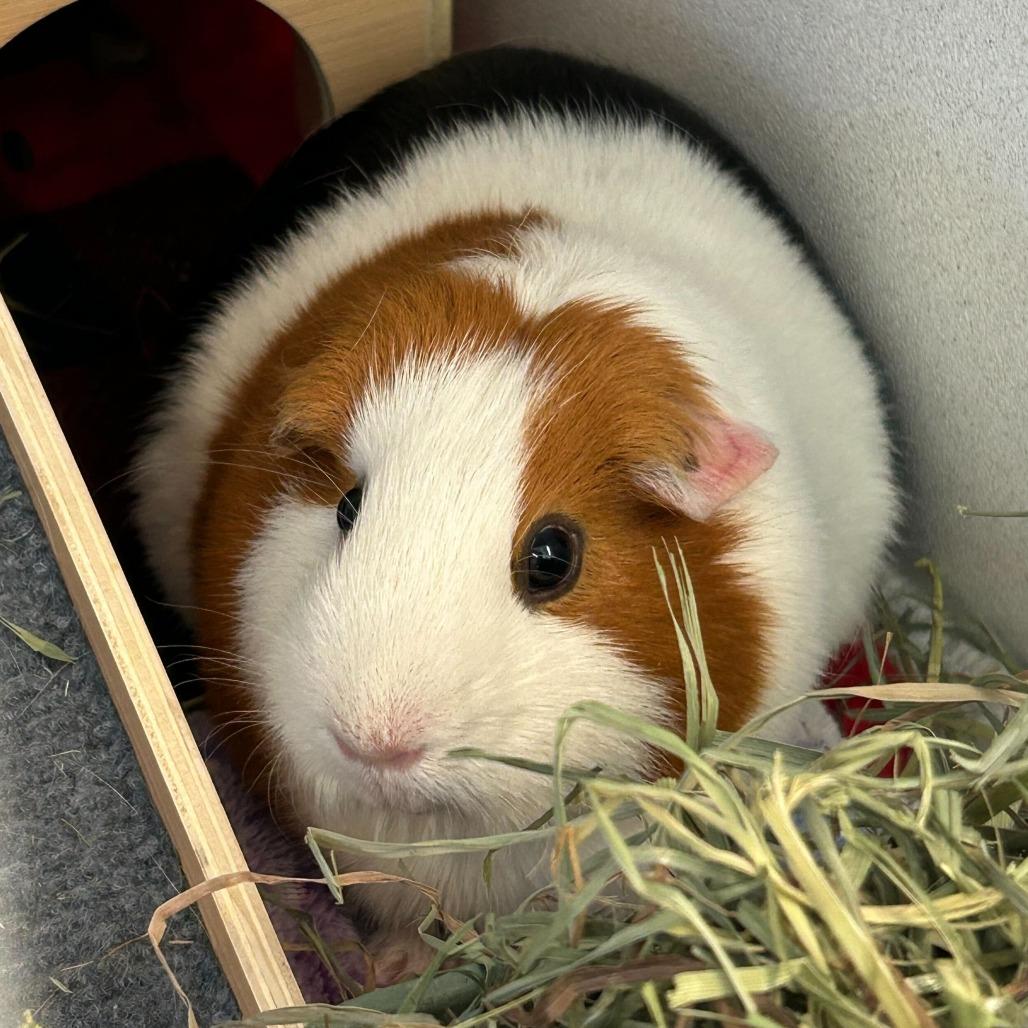 Shuri *Bonded with Oreo*, Adoptable, Adult Female Guinea Pig.