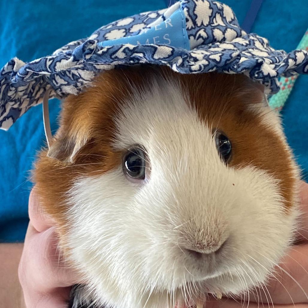 Enlarge Shuri *Bonded with Oreo*, a Adoptable Guinea Pig in Dover, NH image 4/6