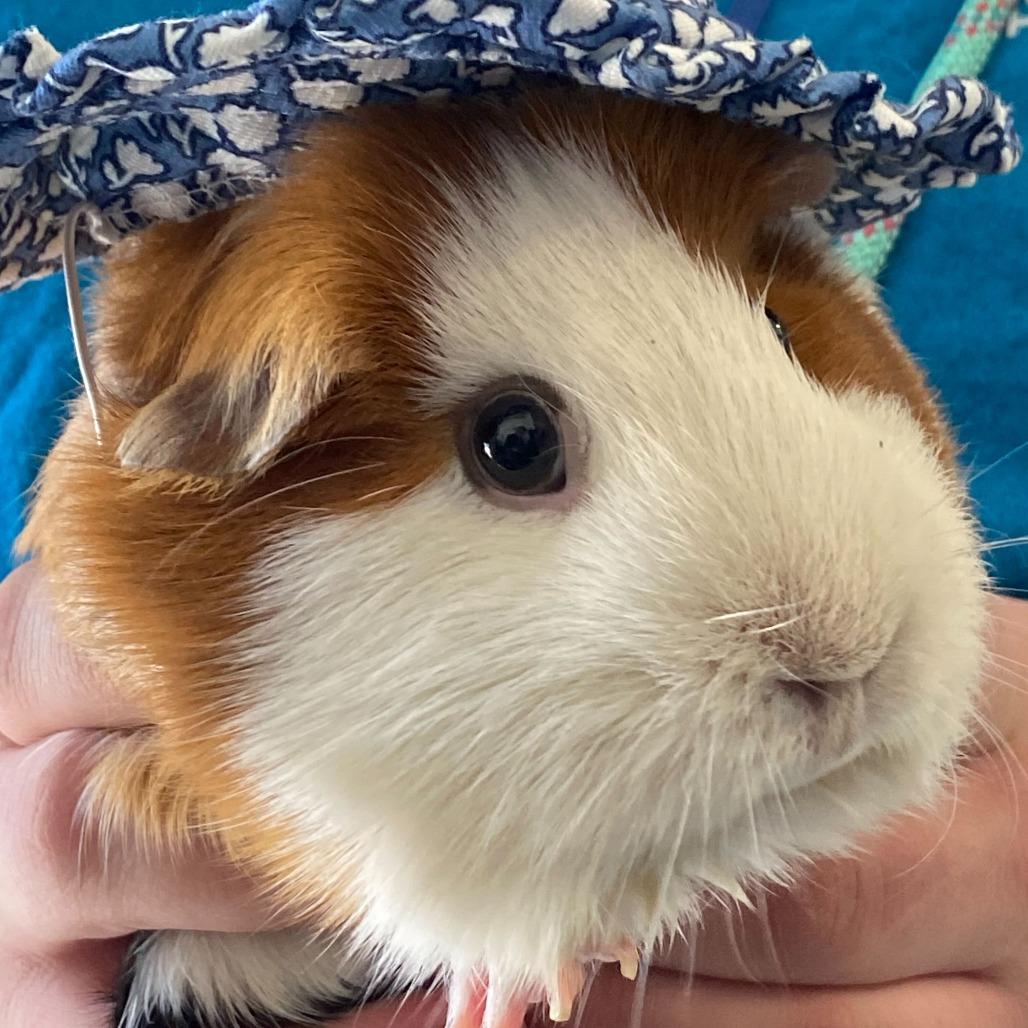 Enlarge Shuri *Bonded with Oreo*, a Adoptable Guinea Pig in Dover, NH image 6/6