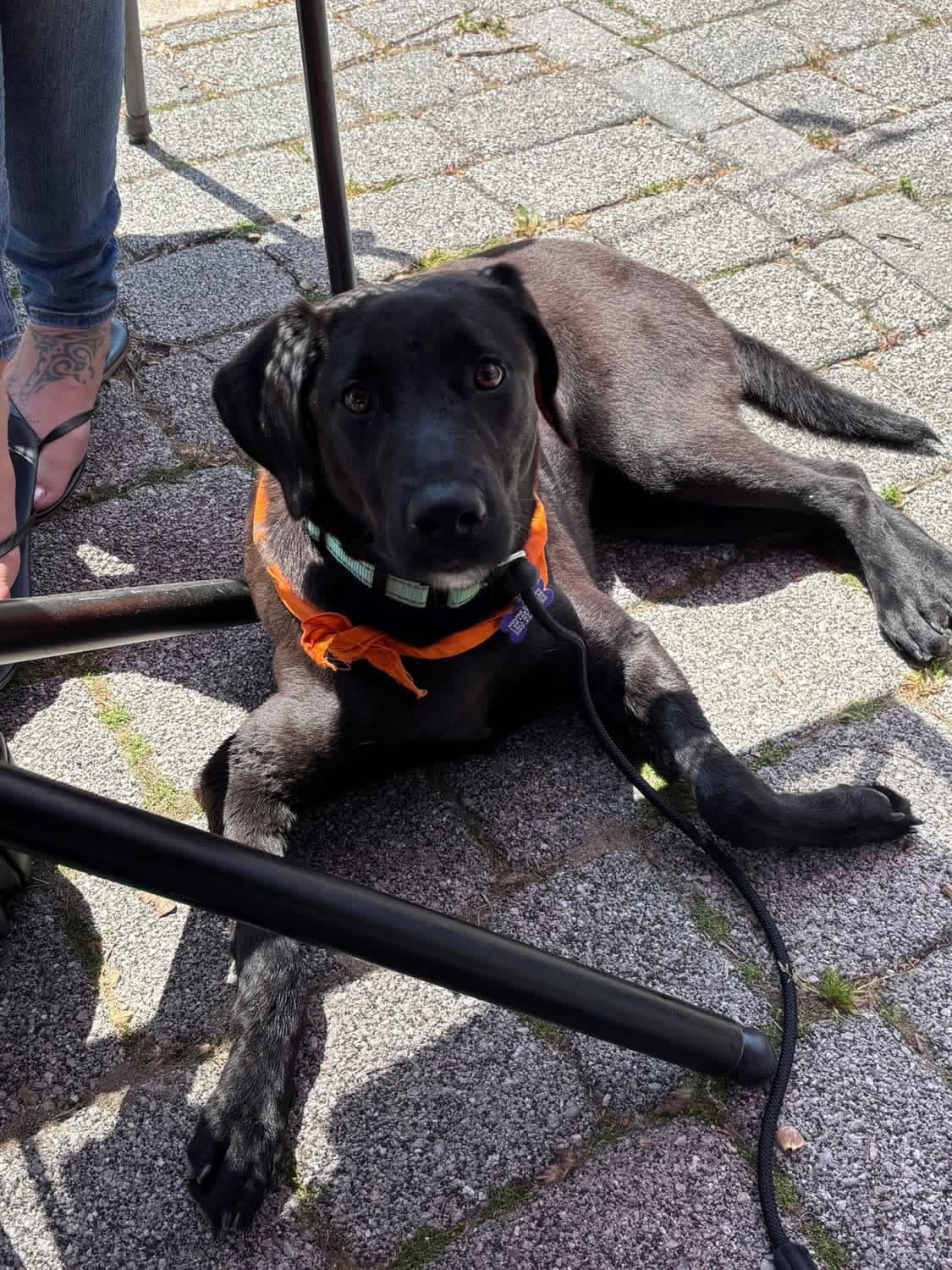 Enlarge Winnie, a ADOPTABLE mixed breed in Elkton, MD image 4/4