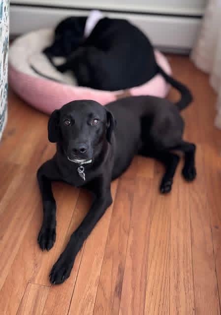 Enlarge Winnie, a ADOPTABLE mixed breed in Elkton, MD image 1/4