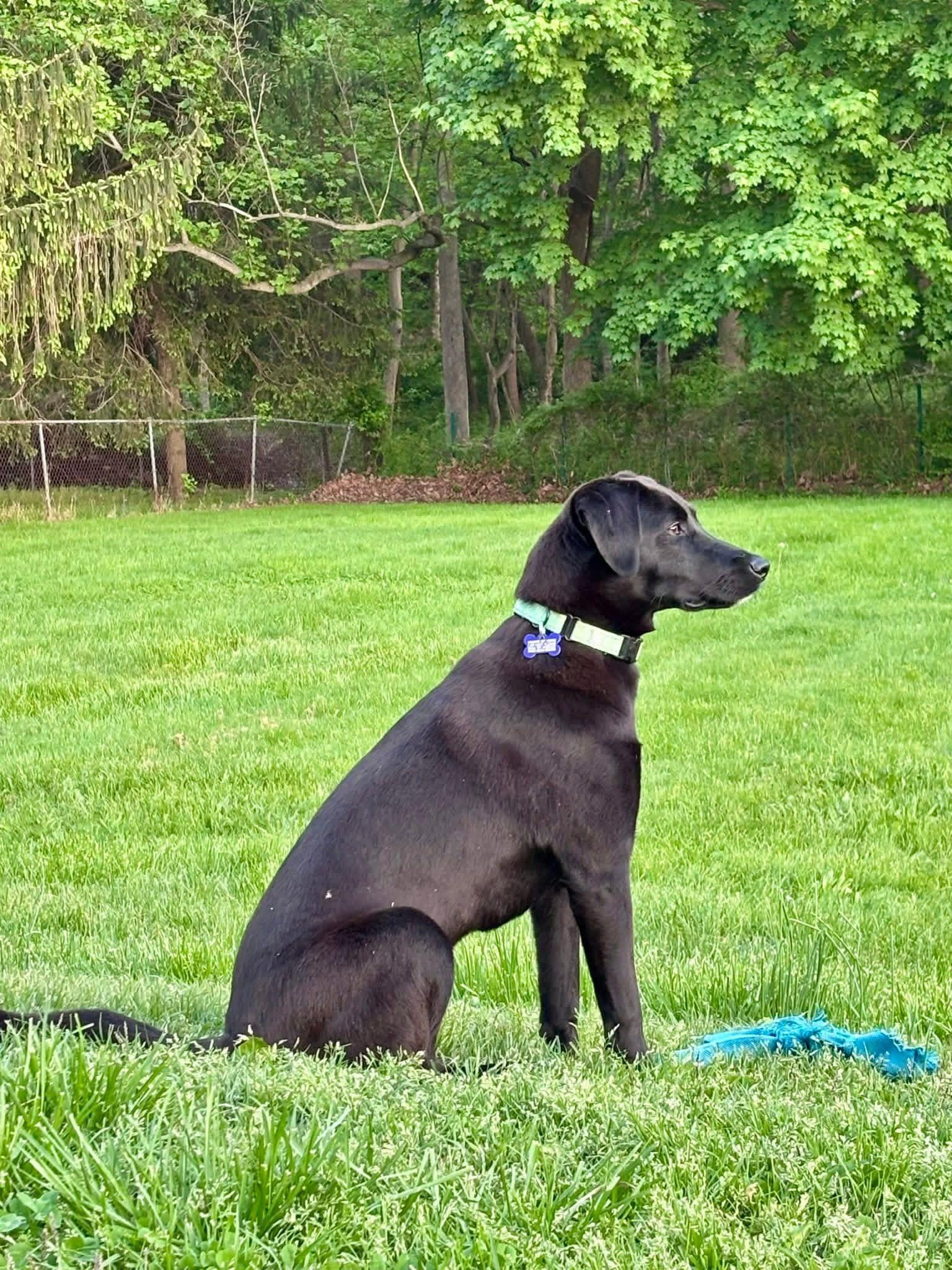 Enlarge Winnie, a ADOPTABLE mixed breed in Elkton, MD image 2/4