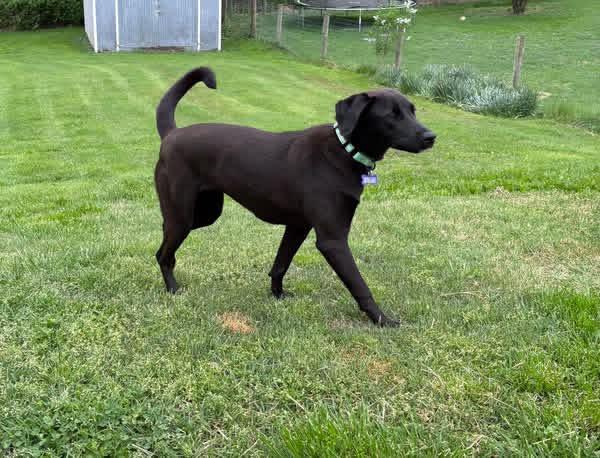 Enlarge Winnie, a ADOPTABLE mixed breed in Elkton, MD image 3/4