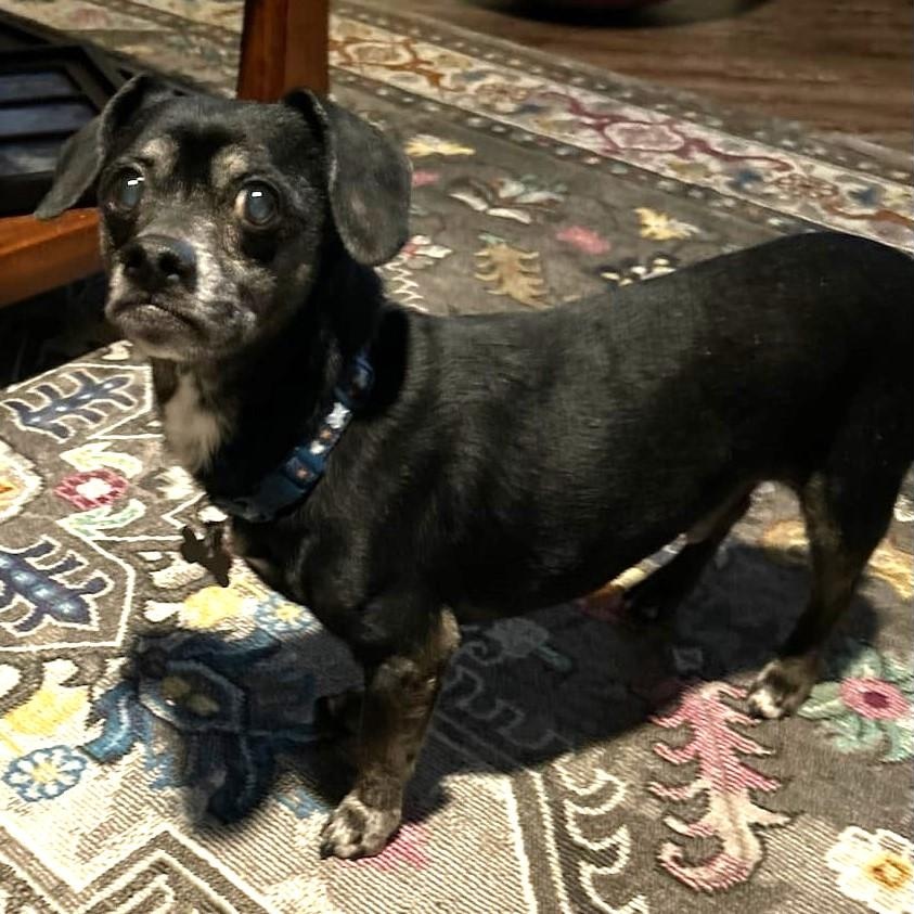 Pepsi aka Moxie, a Adoptable Dachshund in Marana, AZ image 2/5