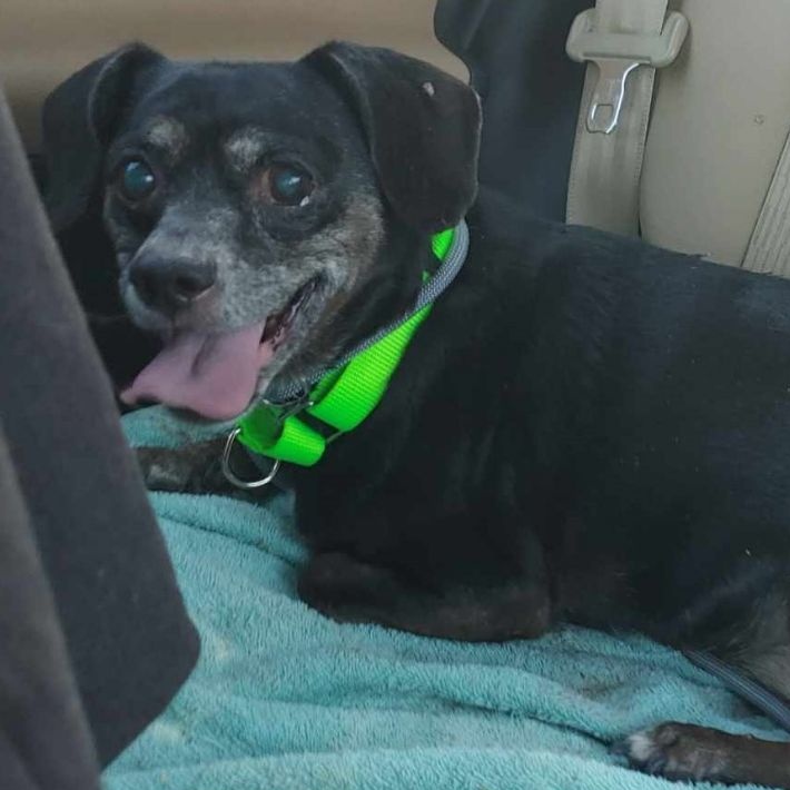 Pepsi aka Moxie, a Adoptable Dachshund in Marana, AZ image 4/5