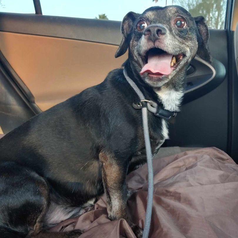 Pepsi aka Moxie, a Adoptable Dachshund in Marana, AZ image 3/5