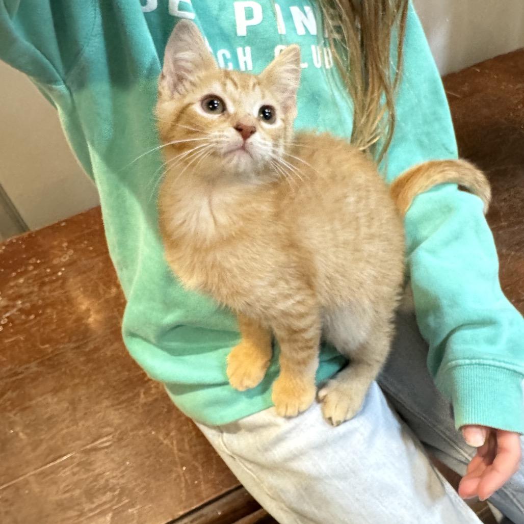 Jalen, Adoptable, Kitten Male Domestic Medium Hair.