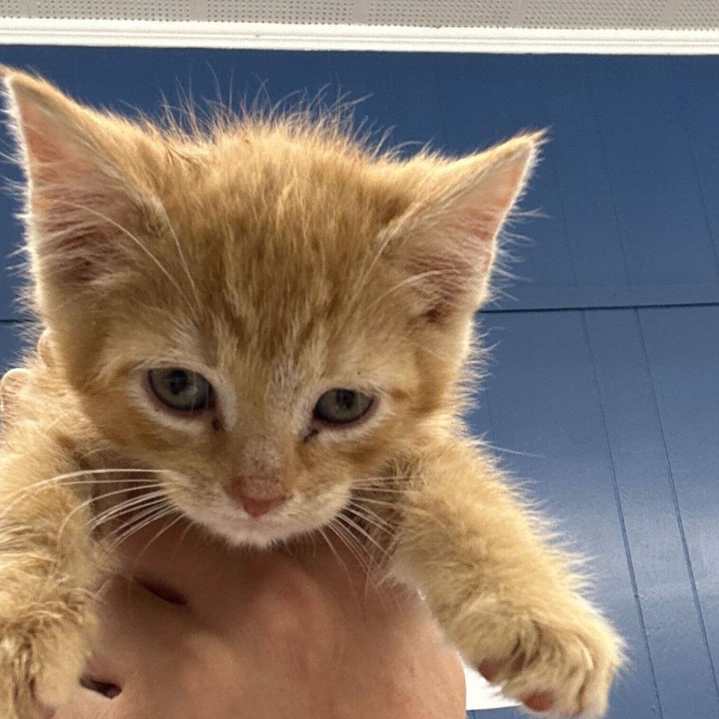 Jalen, a Adoptable Domestic Medium Hair in Potomac, MD image 2/5