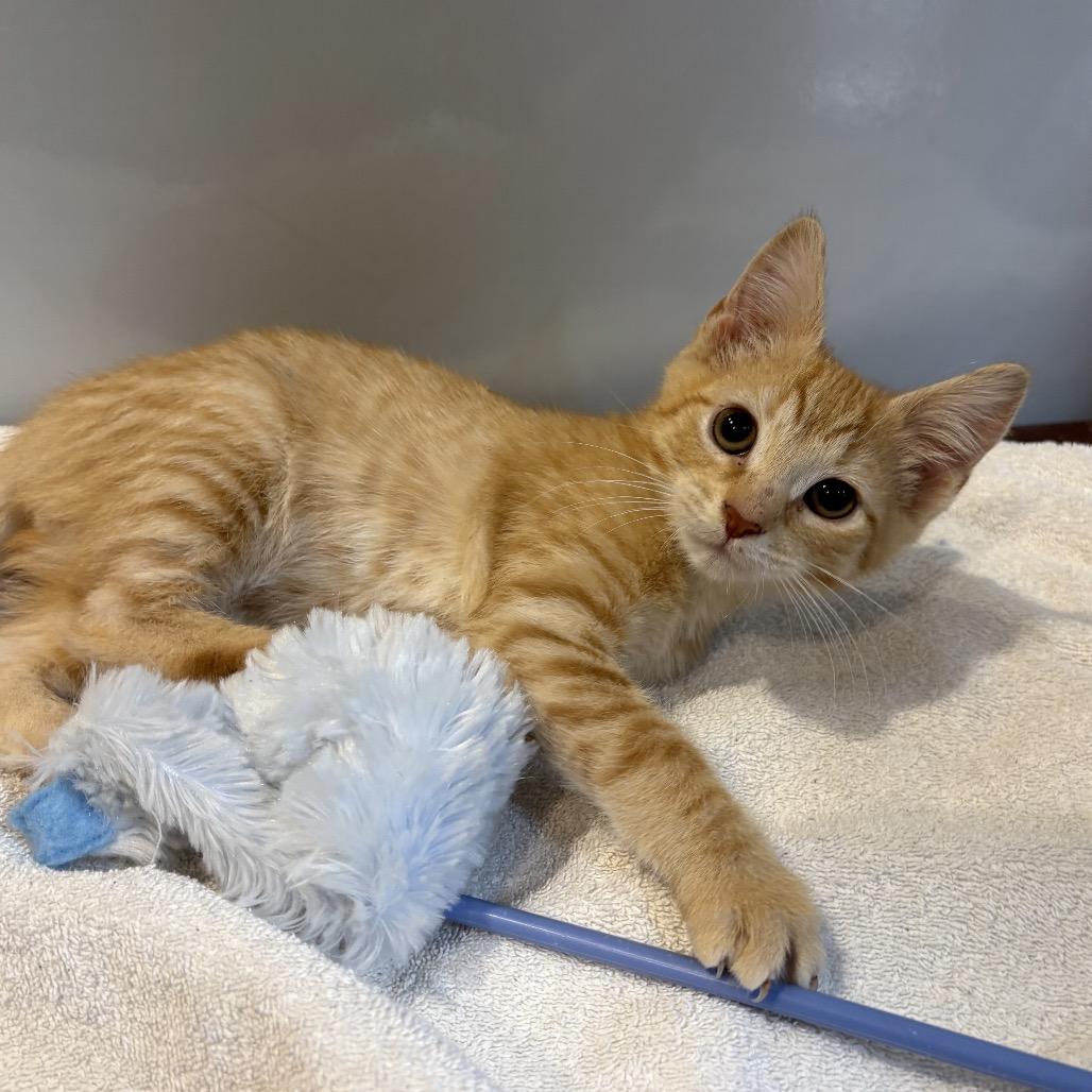 Jalen, a Adoptable Domestic Medium Hair in Potomac, MD image 3/5