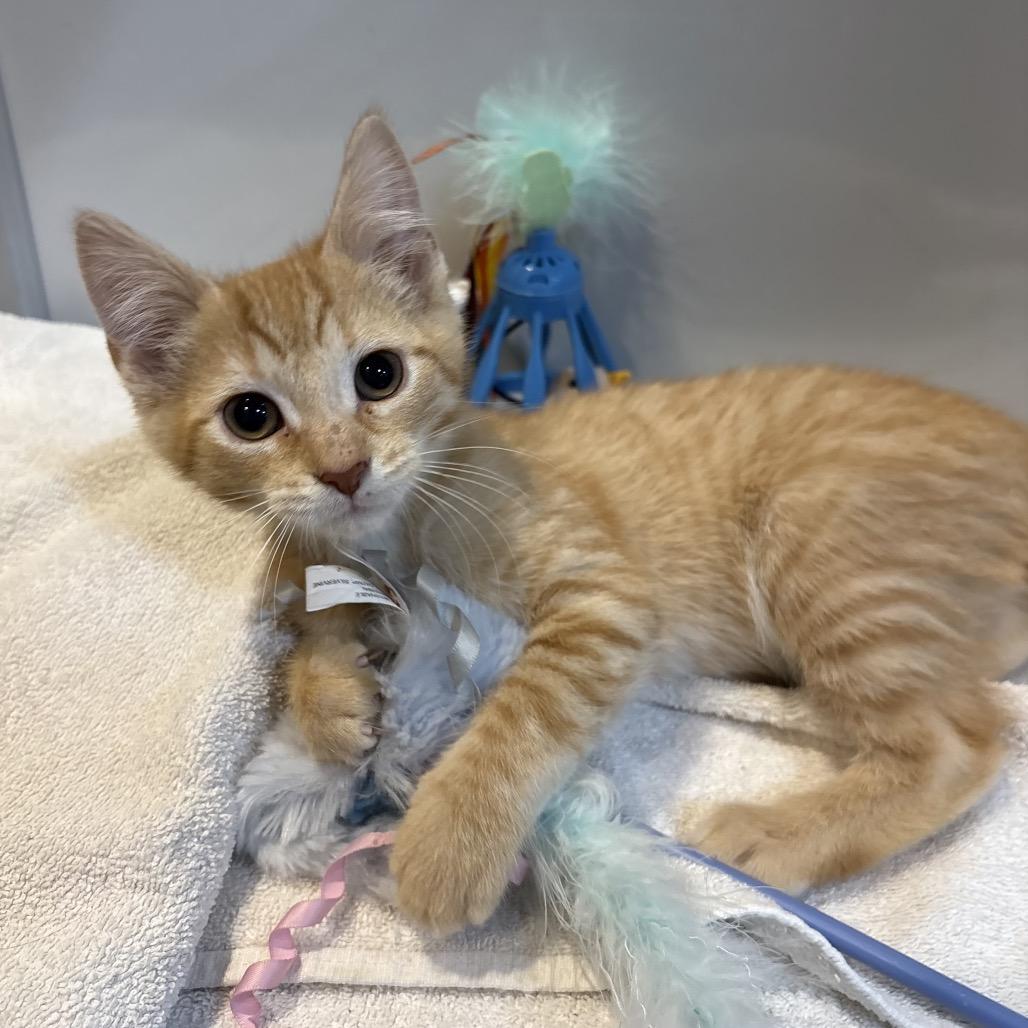 Jalen, a Adoptable Domestic Medium Hair in Potomac, MD image 4/5