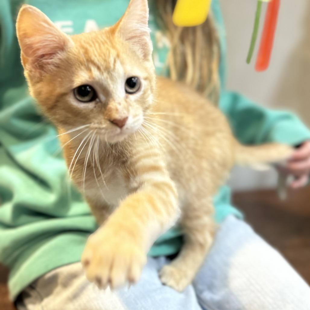 Jalen, a Adoptable Domestic Medium Hair in Potomac, MD image 5/5