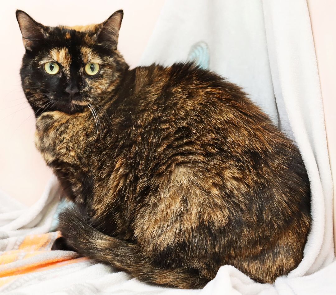 Enlarge Evie, a Adoptable Domestic Short Hair in Tierra Verde, FL image 1/2