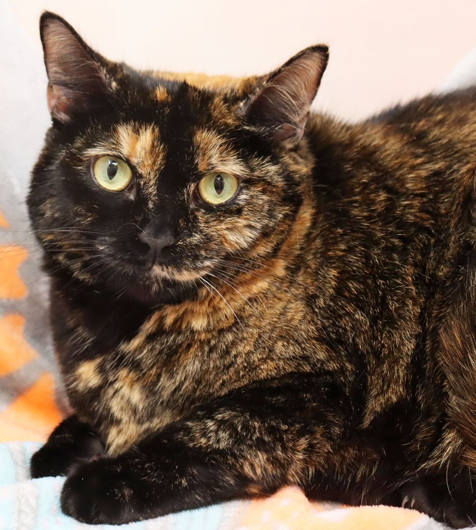 Enlarge Evie, a Adoptable Domestic Short Hair in Tierra Verde, FL image 2/2