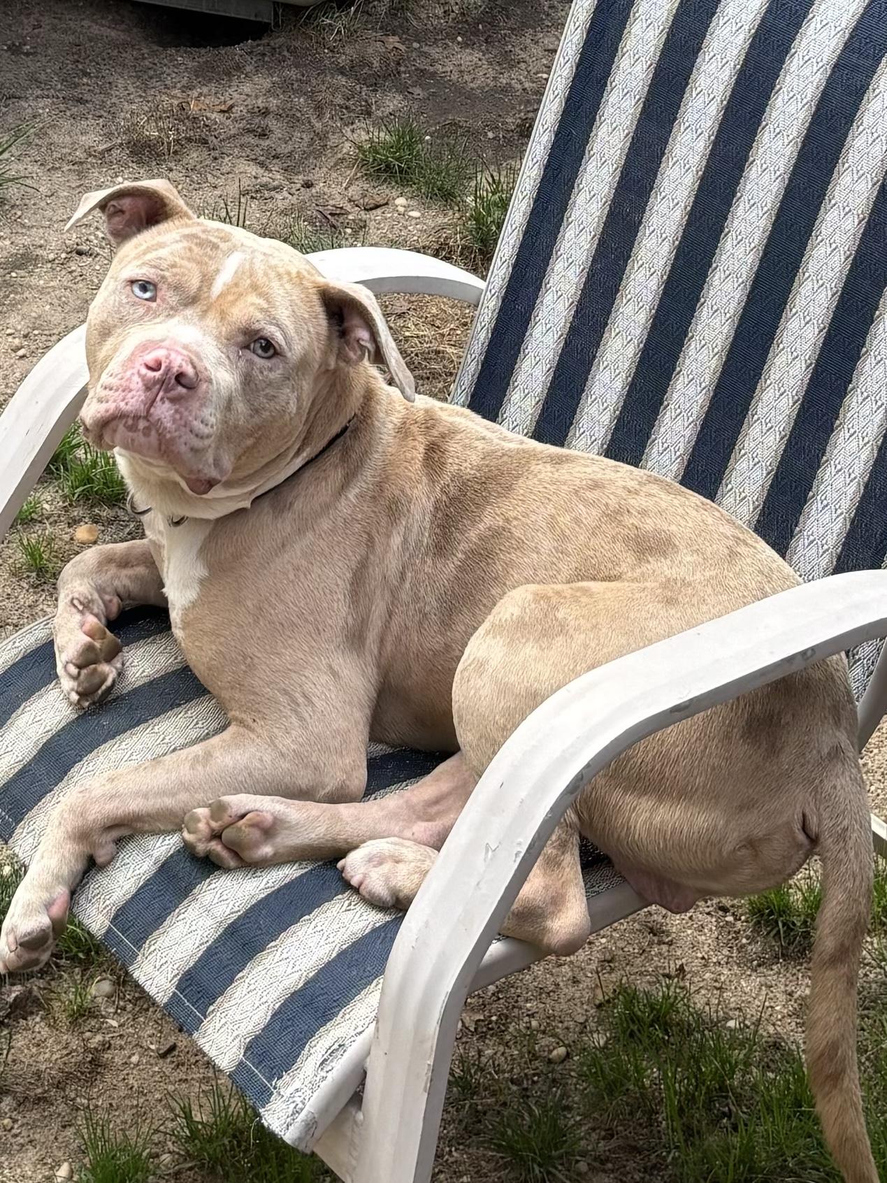 Hank, Adoptable, Adult Male Terrier & Catahoula Leopard Dog.