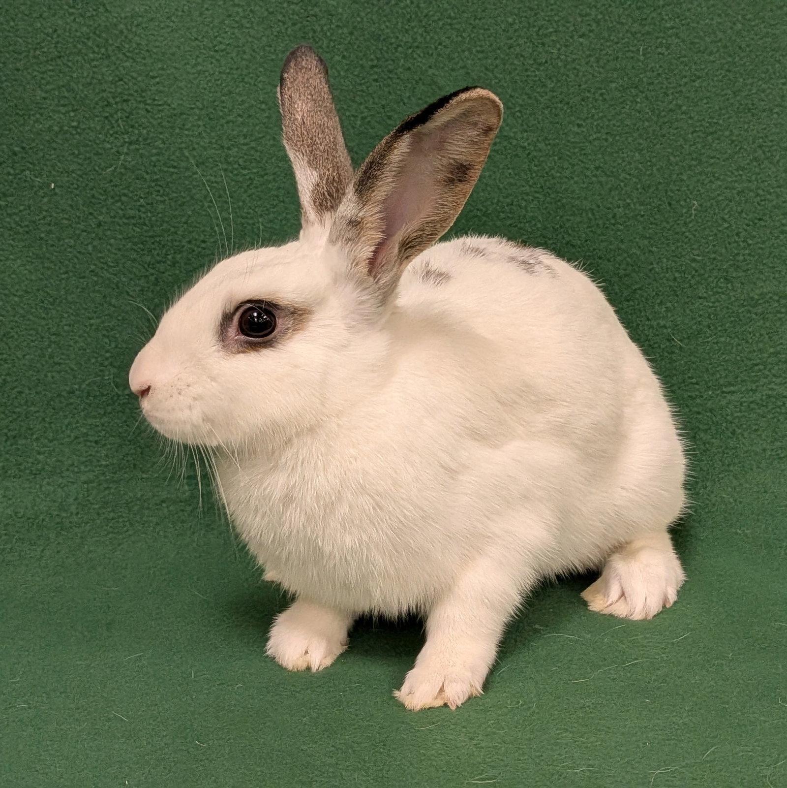 Magnolia, Adoptable, Young Female English Spot.