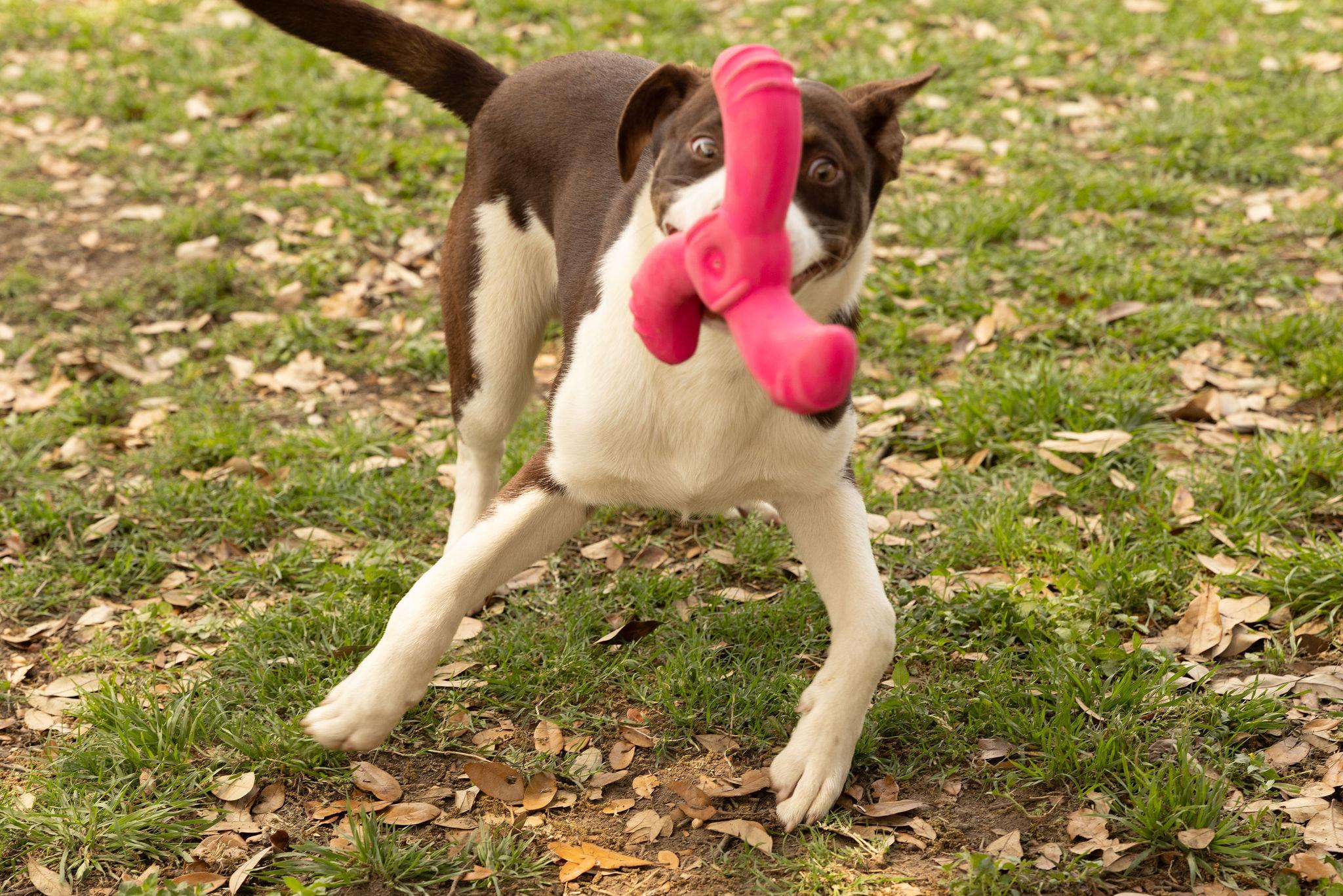 Enlarge Mayhem, a Adoptable mixed breed in Seattle, WA image 3/6