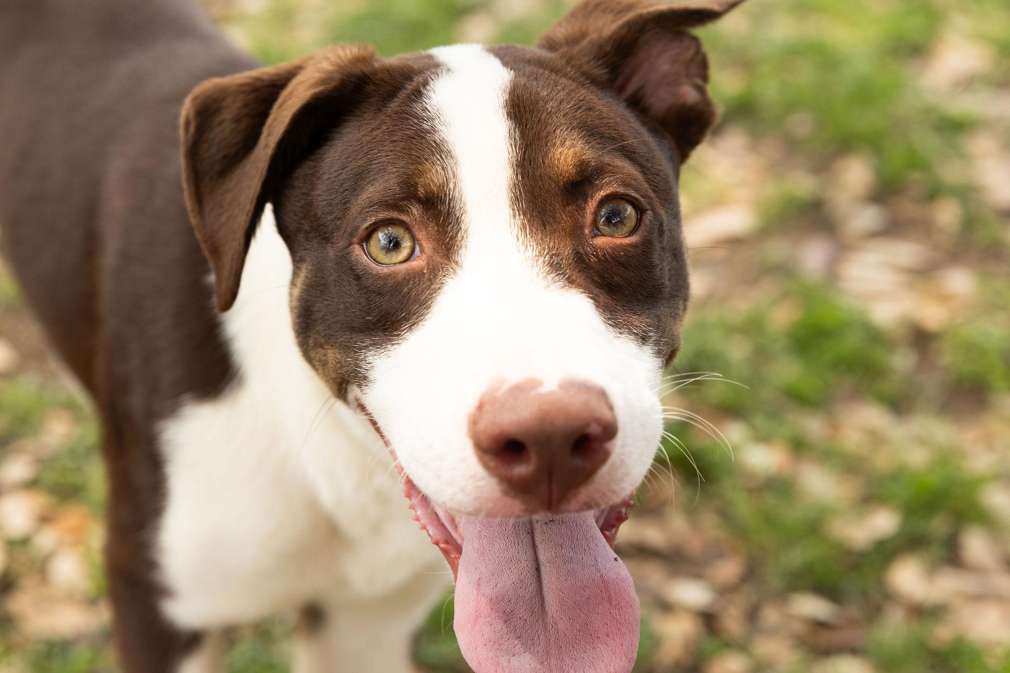 Enlarge Mayhem, a Adoptable mixed breed in Seattle, WA image 2/6