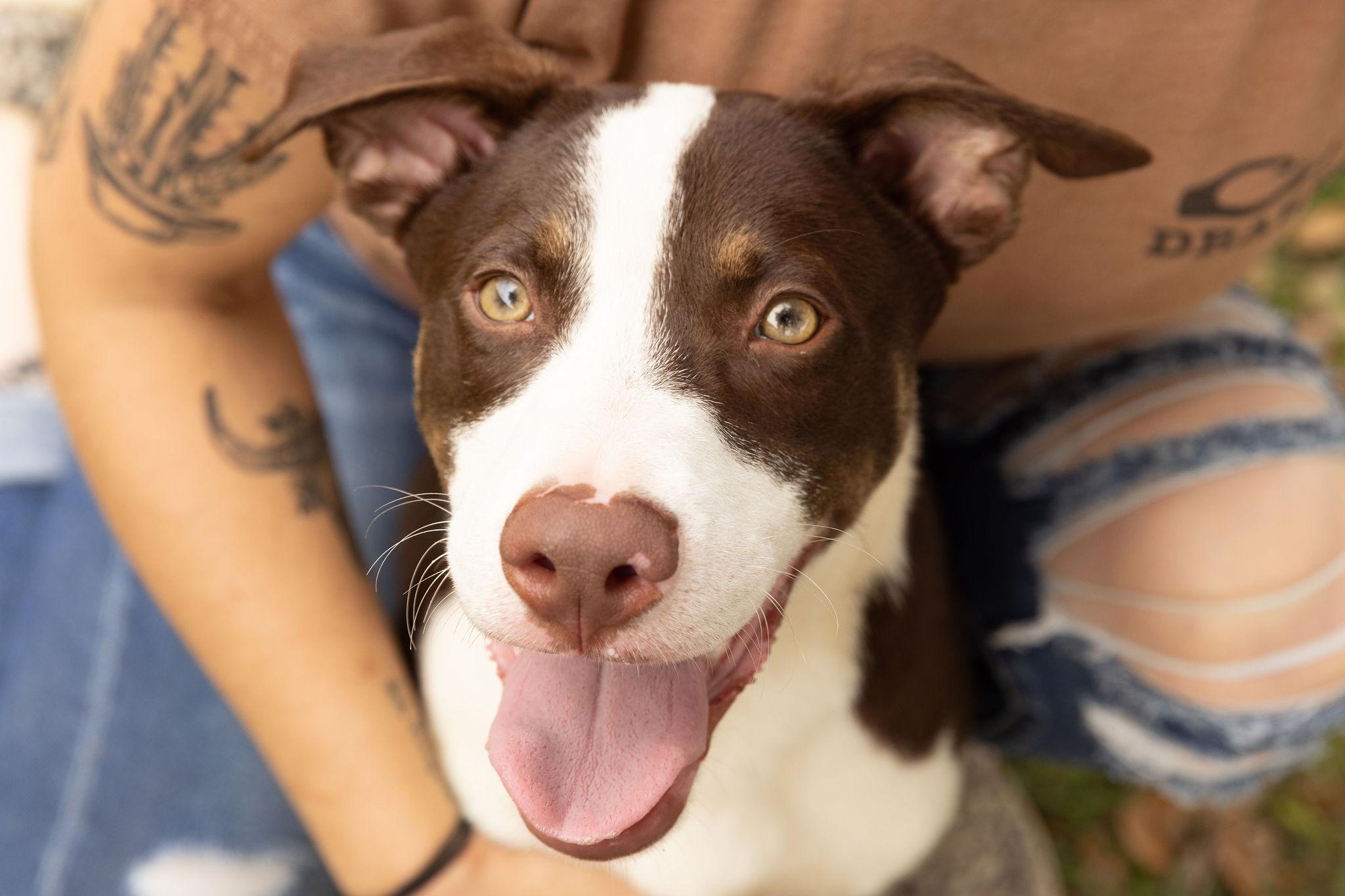 Enlarge Mayhem, a Adoptable mixed breed in Seattle, WA image 1/6