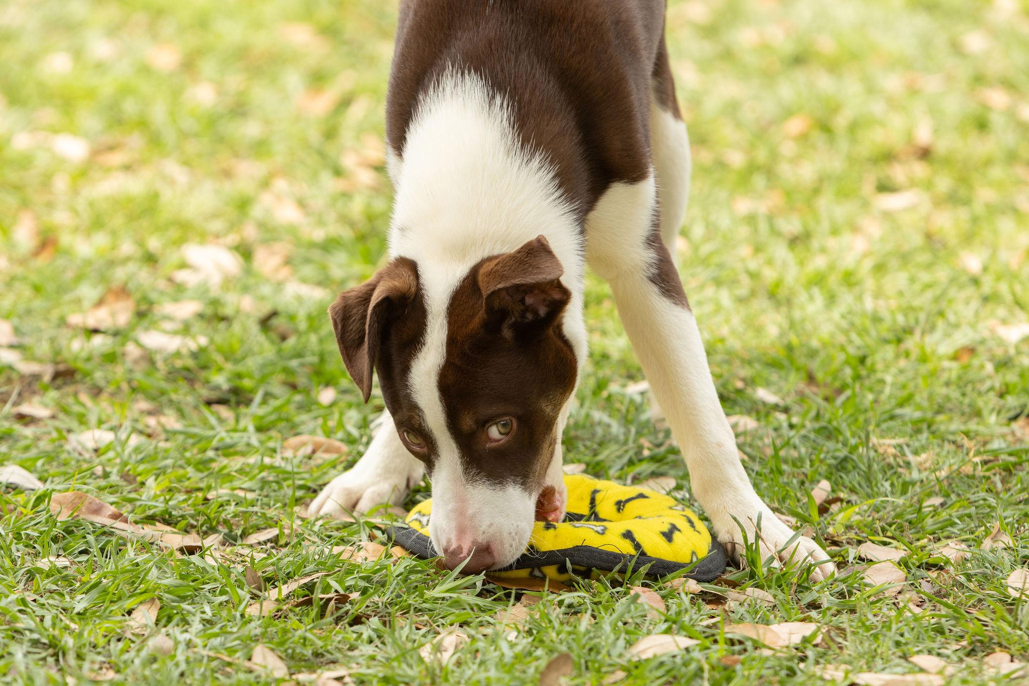 Enlarge Mayhem, a Adoptable mixed breed in Seattle, WA image 4/6