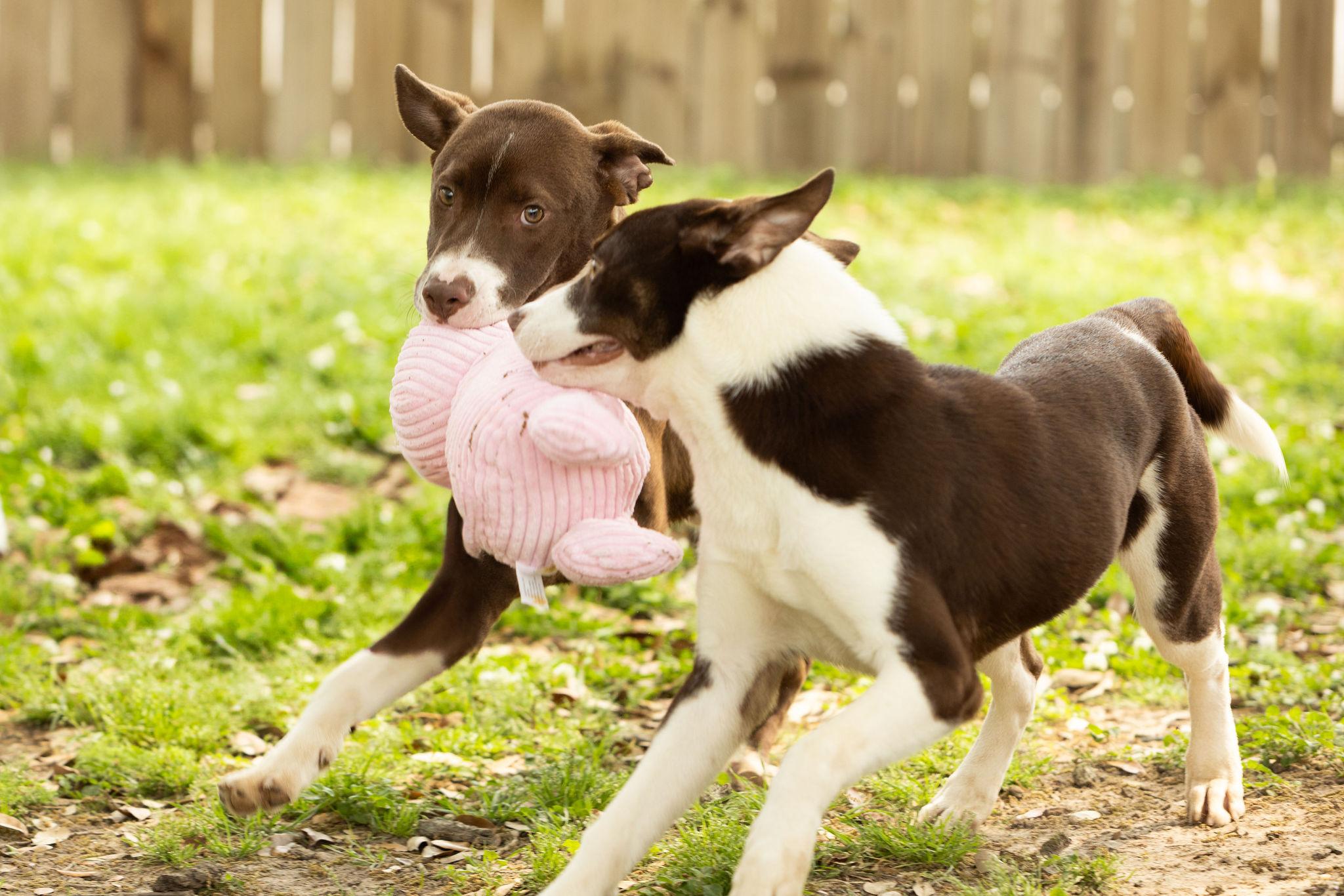 Enlarge Mayhem, a Adoptable mixed breed in Seattle, WA image 5/6