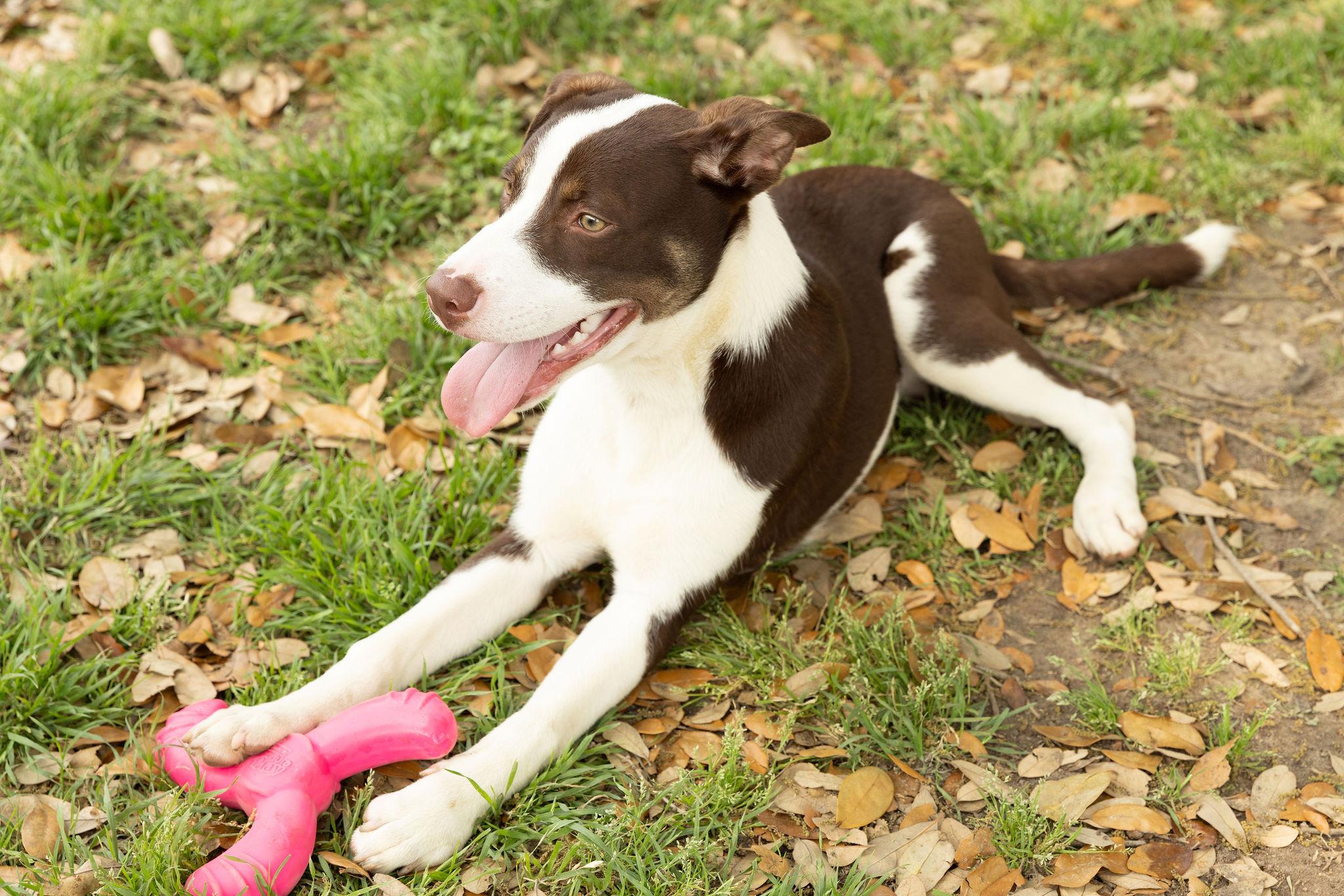 Enlarge Mayhem, a Adoptable mixed breed in Seattle, WA image 6/6