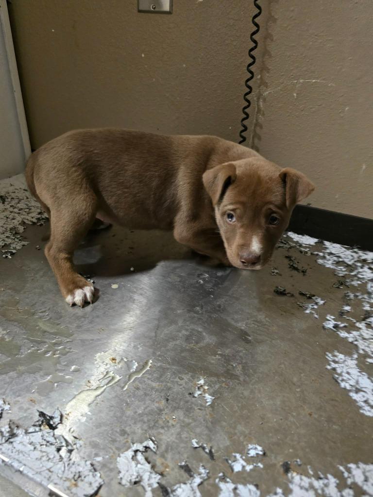 Nora, Adoptable, Puppy Female Labrador Retriever.