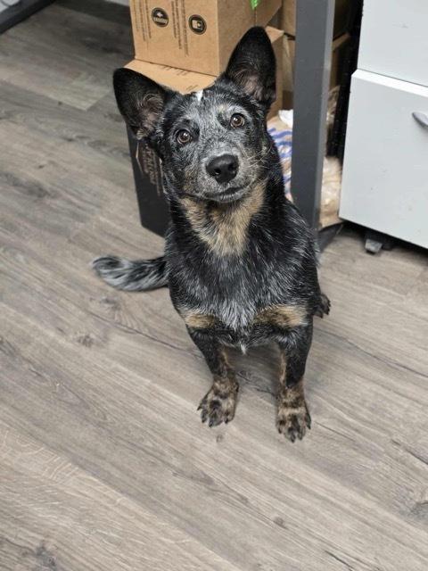 Enlarge Milo, a Adoptable mixed breed in Aurora, CO image 1/1