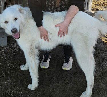 Enlarge Grace, a Adoptable Great Pyrenees in Hamilton, MT image 1/3