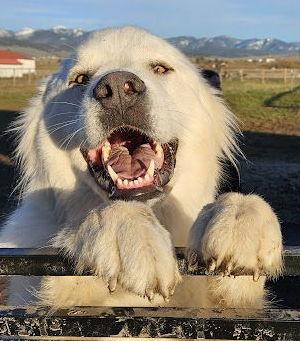 Enlarge Grace, a Adoptable Great Pyrenees in Hamilton, MT image 2/3