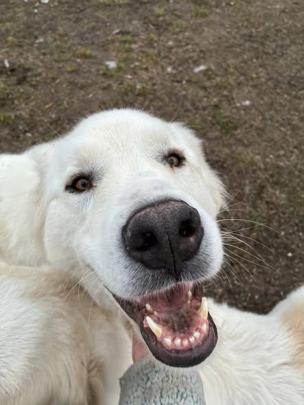 Enlarge Grace, a Adoptable Great Pyrenees in Hamilton, MT image 3/3