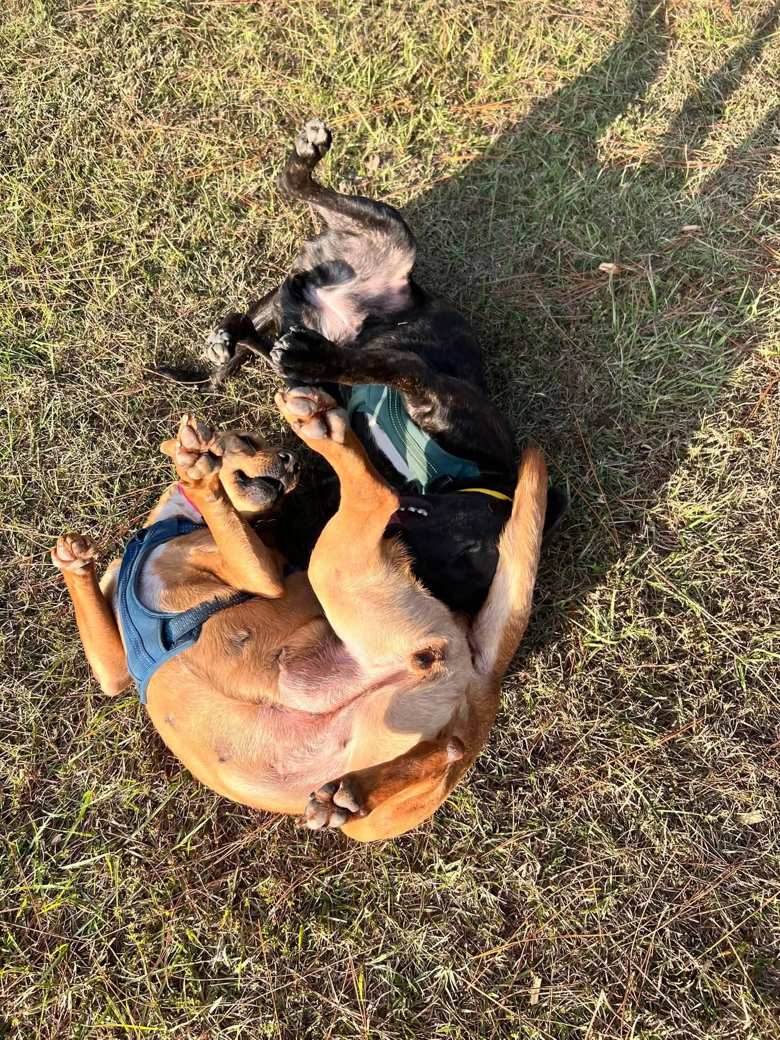 Enlarge Missy, a Adoptable mixed breed in Elizabeth City , NC image 2/5