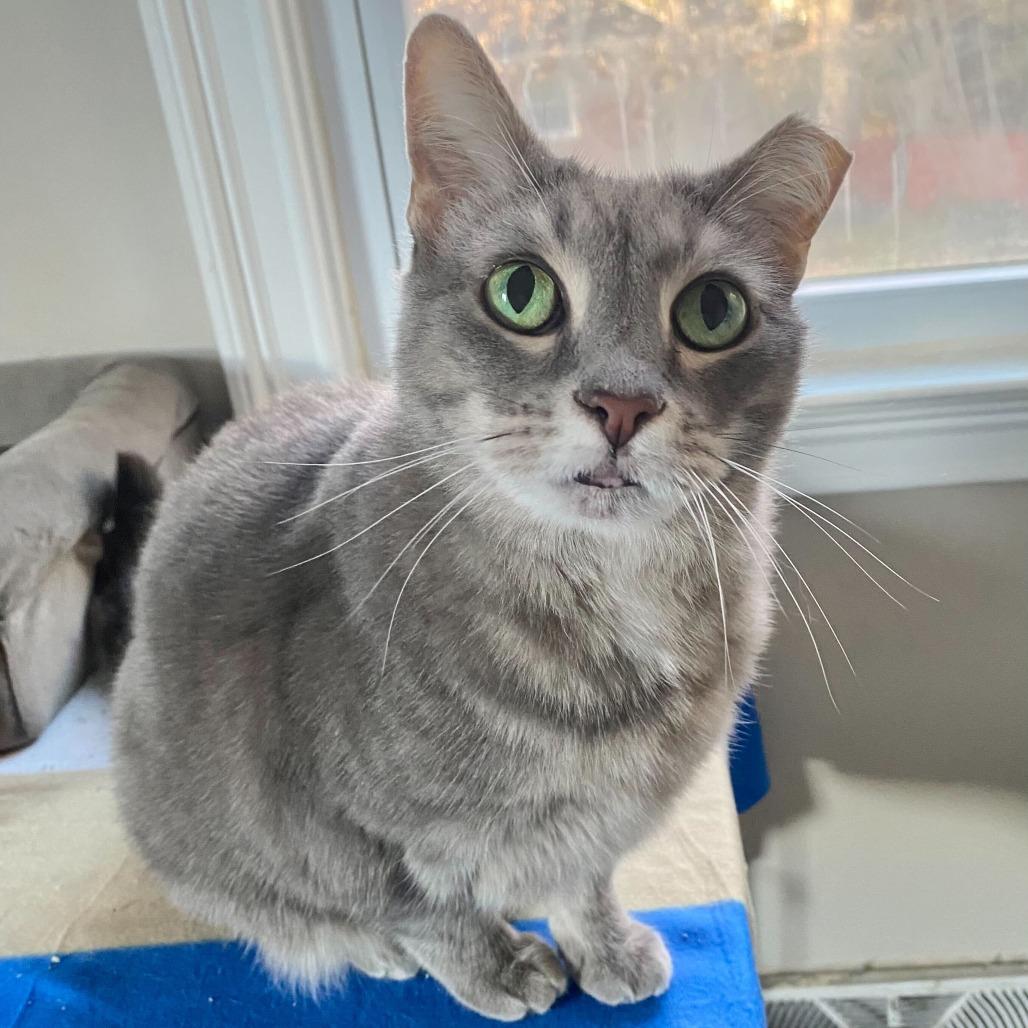 Enlarge Stormy, a Adoptable Domestic Short Hair in Charlotte, NC image 2/6