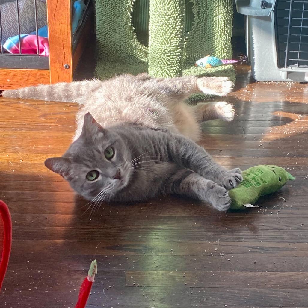 Enlarge Stormy, a Adoptable Domestic Short Hair in Charlotte, NC image 3/6