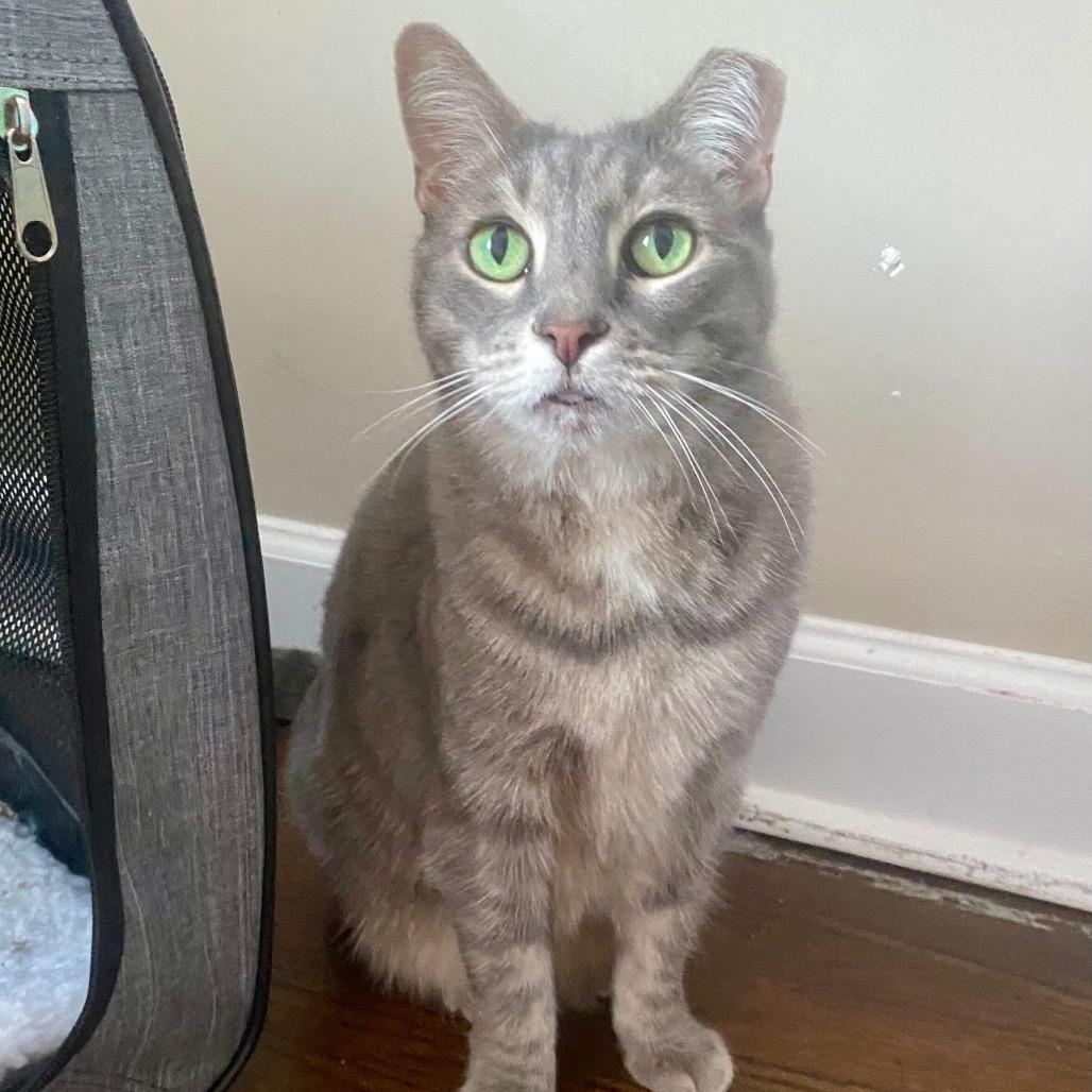 Enlarge Stormy, a Adoptable Domestic Short Hair in Charlotte, NC image 4/6