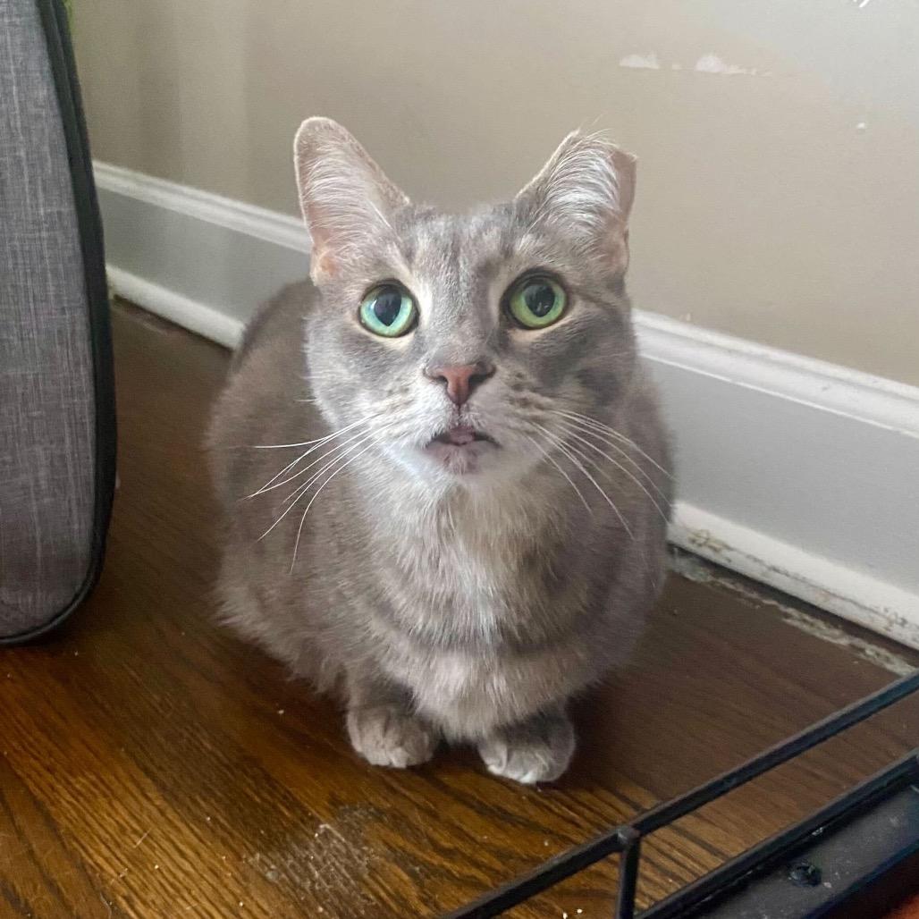 Enlarge Stormy, a Adoptable Domestic Short Hair in Charlotte, NC image 5/6