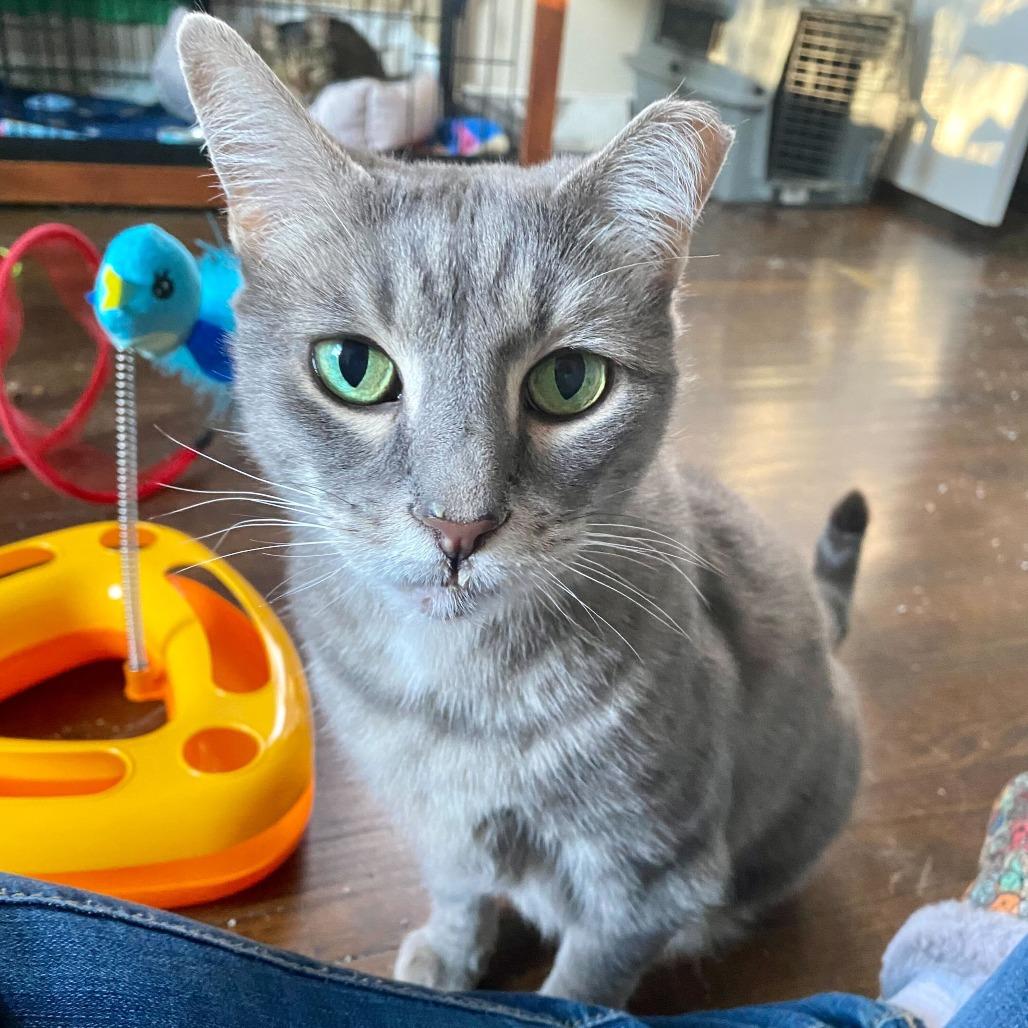 Enlarge Stormy, a Adoptable Domestic Short Hair in Charlotte, NC image 6/6