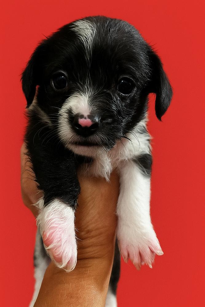 Beau, Adoptable, Puppy Male Shih Tzu & Jack Russell Terrier.