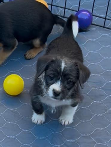 Beau, a Adoptable mixed breed in San Diego, CA image 2/5