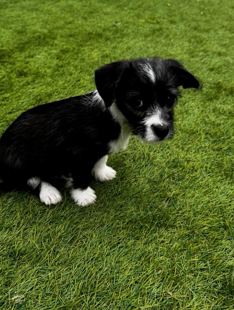 Beau, a Adoptable mixed breed in San Diego, CA image 3/5