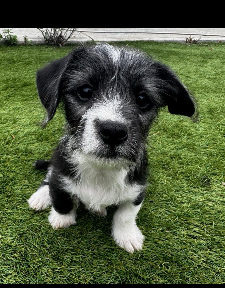 Beau, a Adoptable mixed breed in San Diego, CA image 4/5