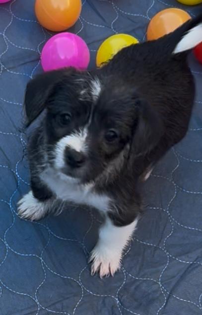 Beau, a Adoptable mixed breed in San Diego, CA image 5/5